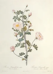 Rosa Pimpinellifolia Rubra Flore Multiplici, Engraved by Chapuy, Published by Remond